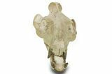 Superb, Fossil Oreodont (Eporeodon) Skull w/ Atlas Vertebra #372996-4
